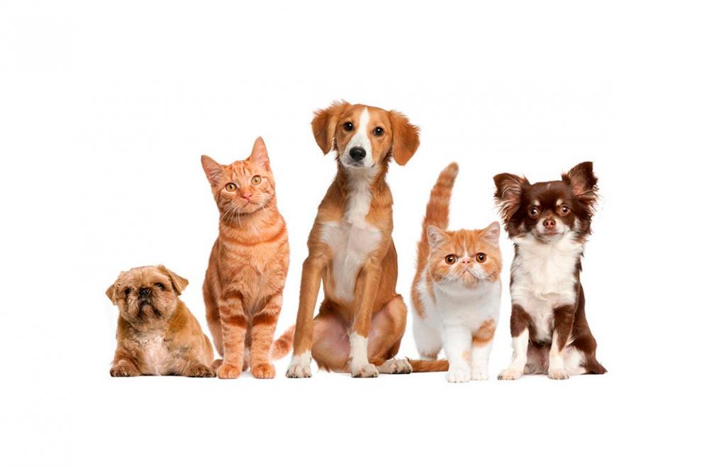 Campanha atirrábica