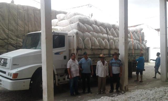 Algod&atilde;o volta a ser produzido em Tarrafas