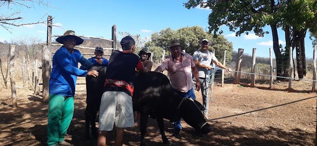 Iniciado Programa de Inseminação Artificial