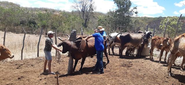 Os primeiros protocolos de Inseminação Artificial é iniciado em Tarrafas