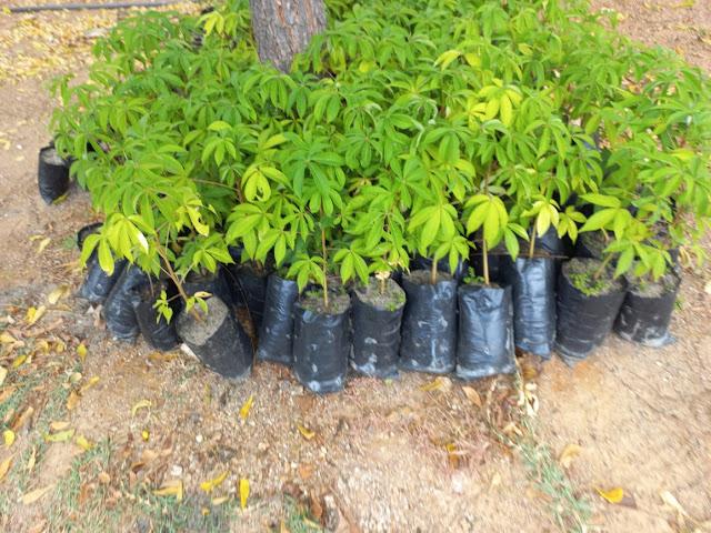 Agrovale amplia doação de mudas da Caatinga e vai atender duas cidades do Ceará